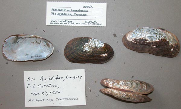 specimen