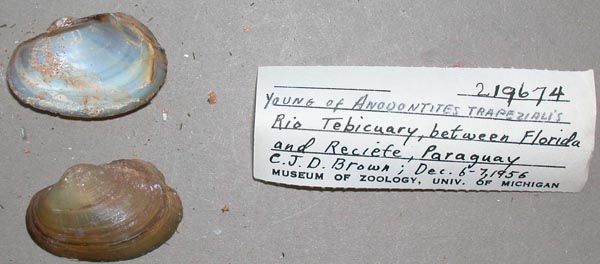 specimen