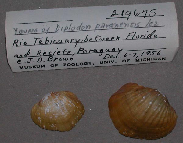 specimen