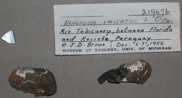 specimen