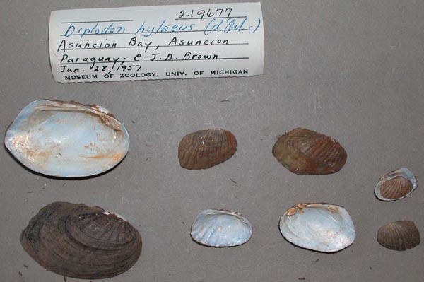 specimen