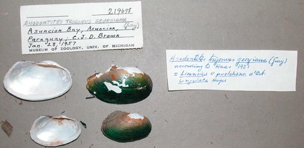 specimen