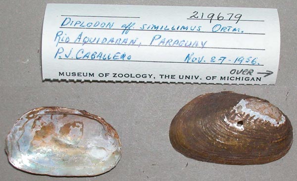 specimen