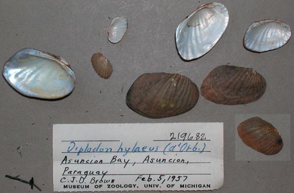 specimen