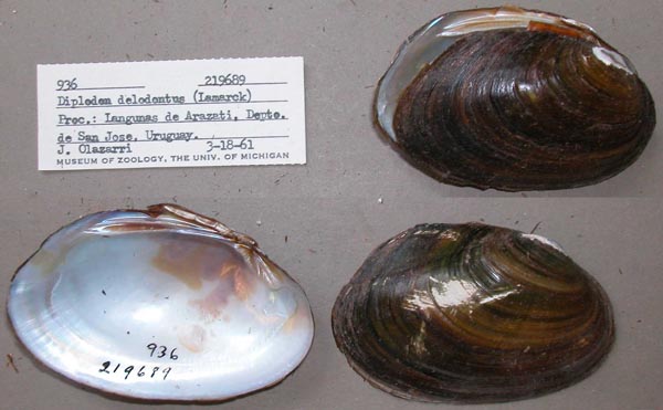 specimen