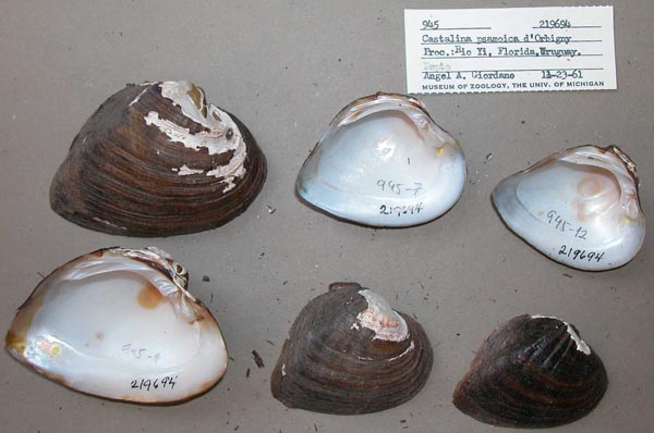 specimen