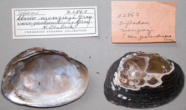 specimen