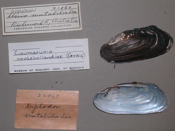 specimen