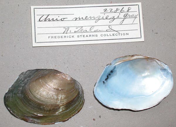 specimen