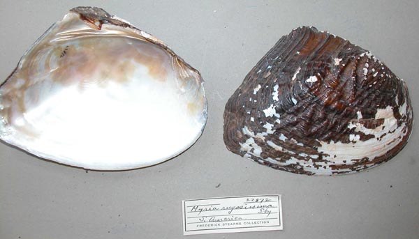 specimen