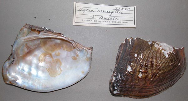 specimen