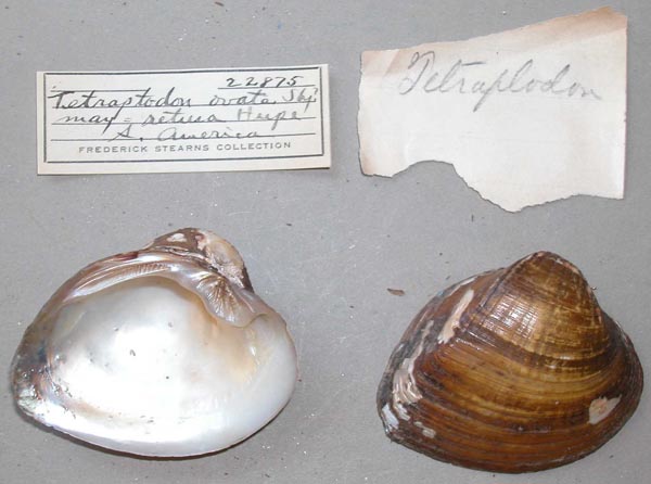 specimen