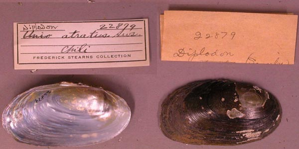 specimen