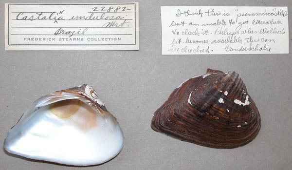 specimen