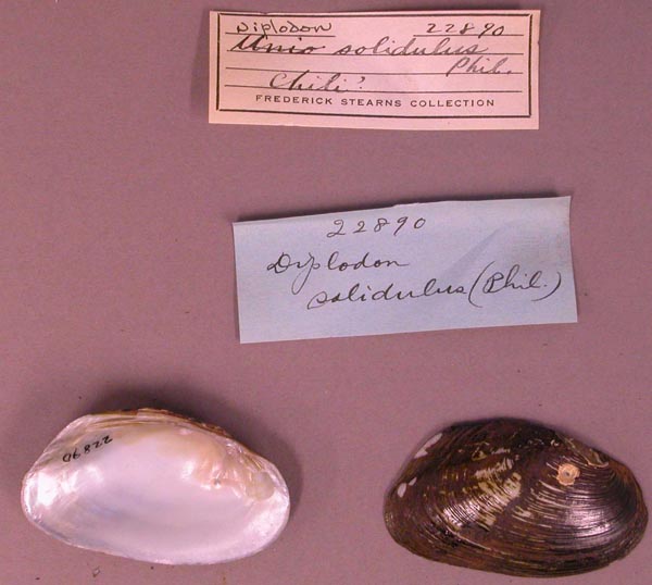 specimen