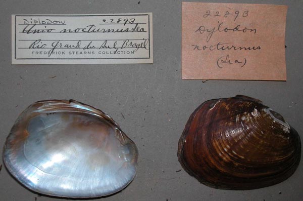 image of lot UMMZ_22893 image of lot UMMZ_22893