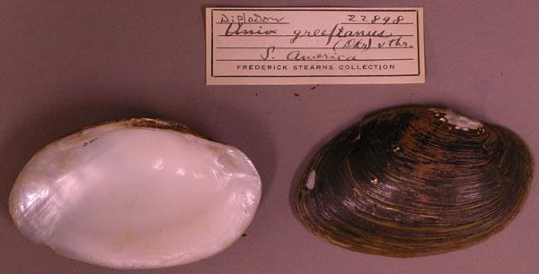 specimen