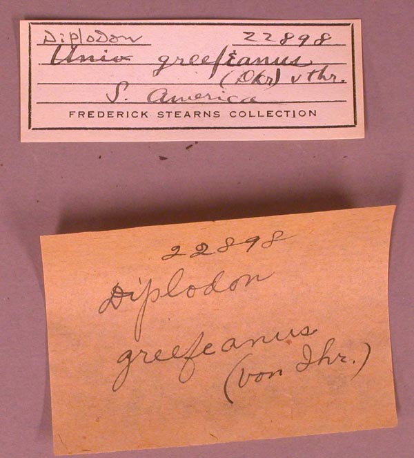 specimen