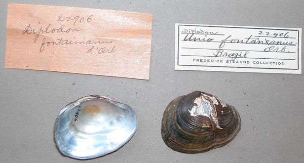 specimen