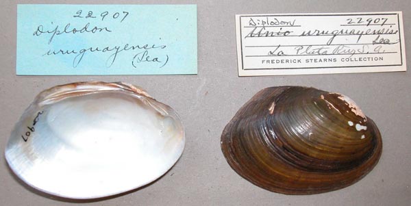 specimen