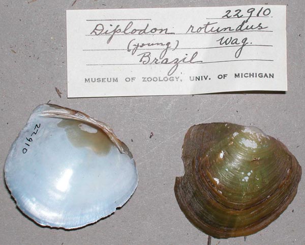 specimen