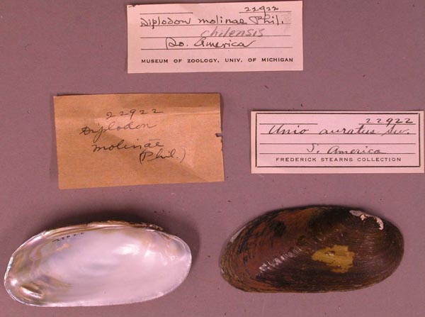 specimen