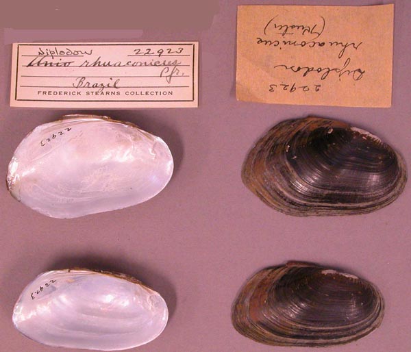 specimen