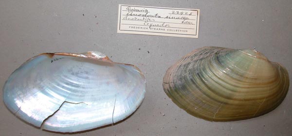 specimen