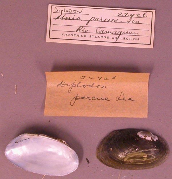 specimen