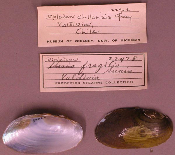 specimen