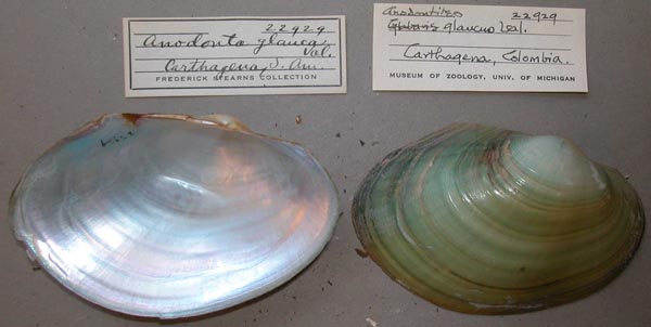 specimen