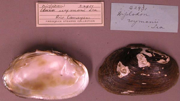 specimen