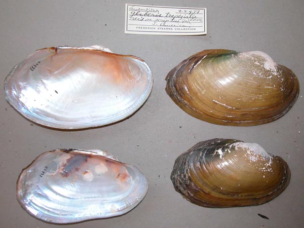 specimen