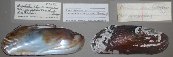 specimen