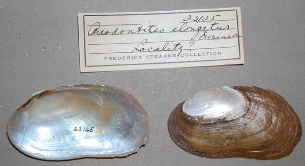 specimen