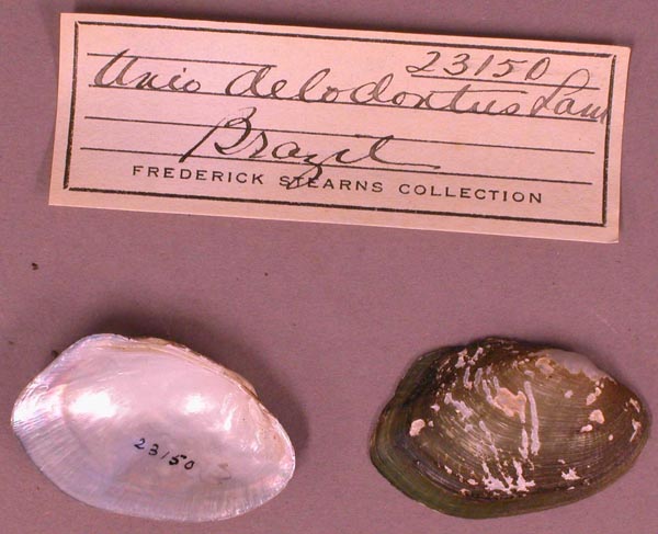 specimen