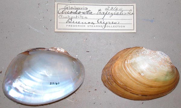 specimen