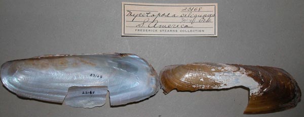 specimen