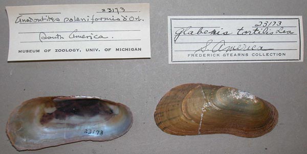 specimen
