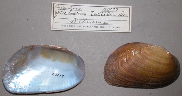 specimen