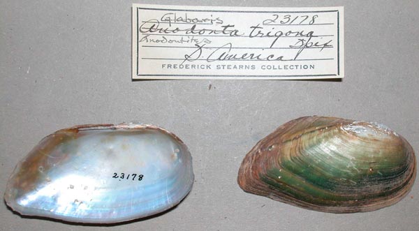 specimen