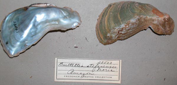 specimen