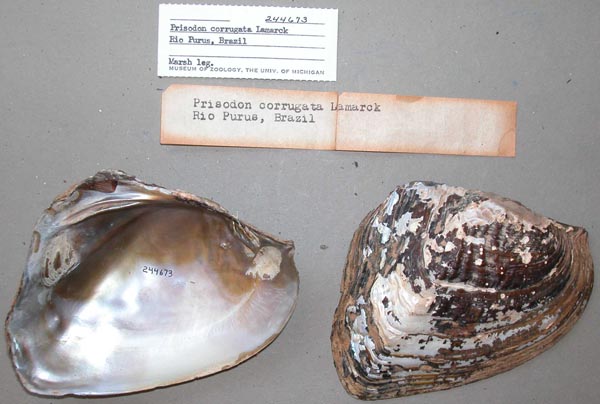 specimen