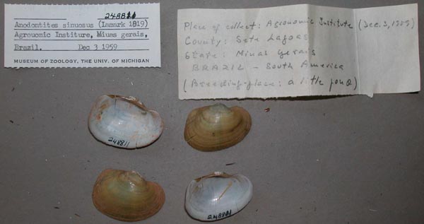 specimen