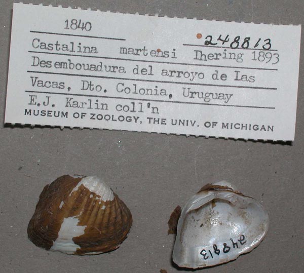 specimen