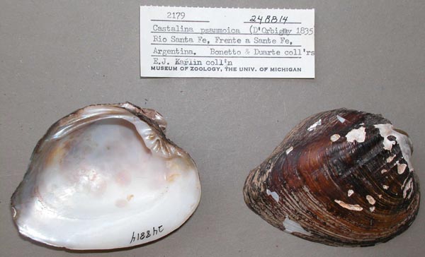 specimen