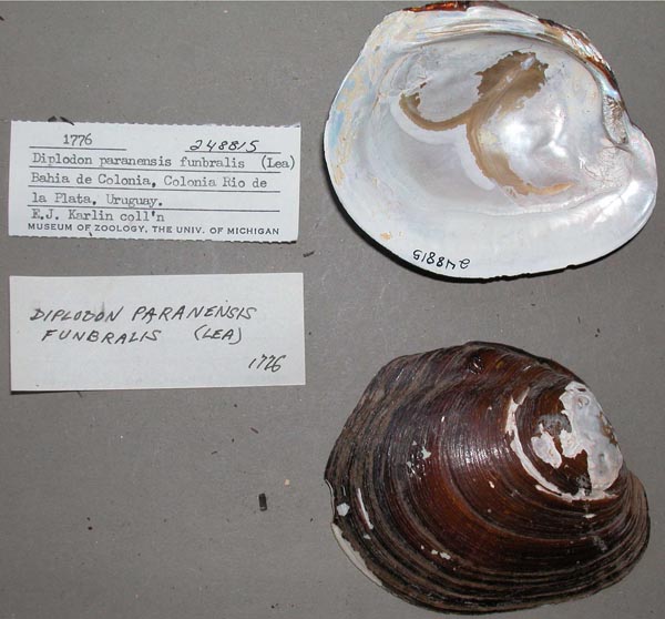 specimen