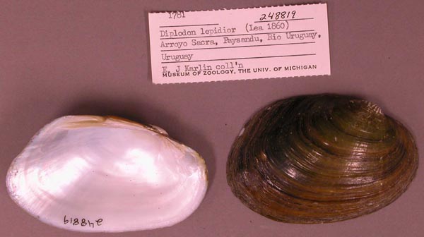 specimen