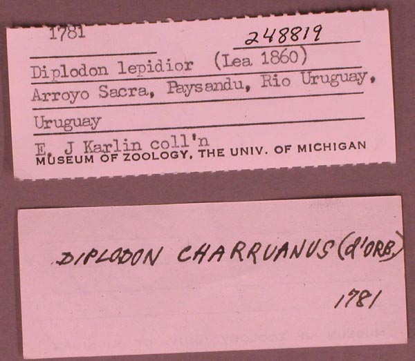 specimen