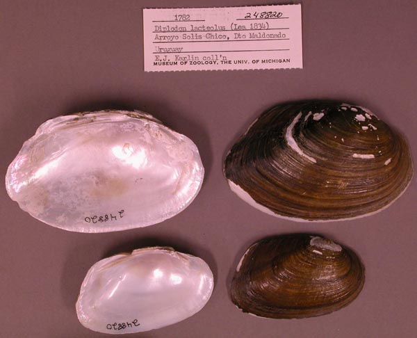 specimen